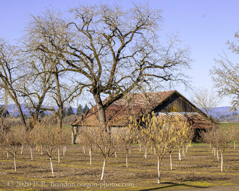 Photo of barn in Yamhill County, Oregon