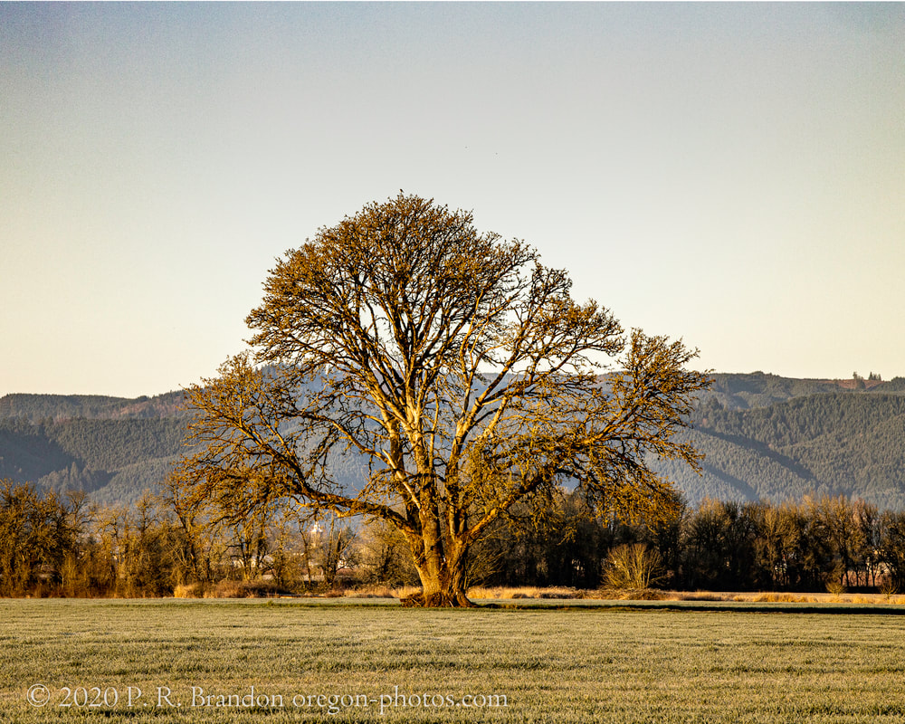Tree on Sunset Hwy.