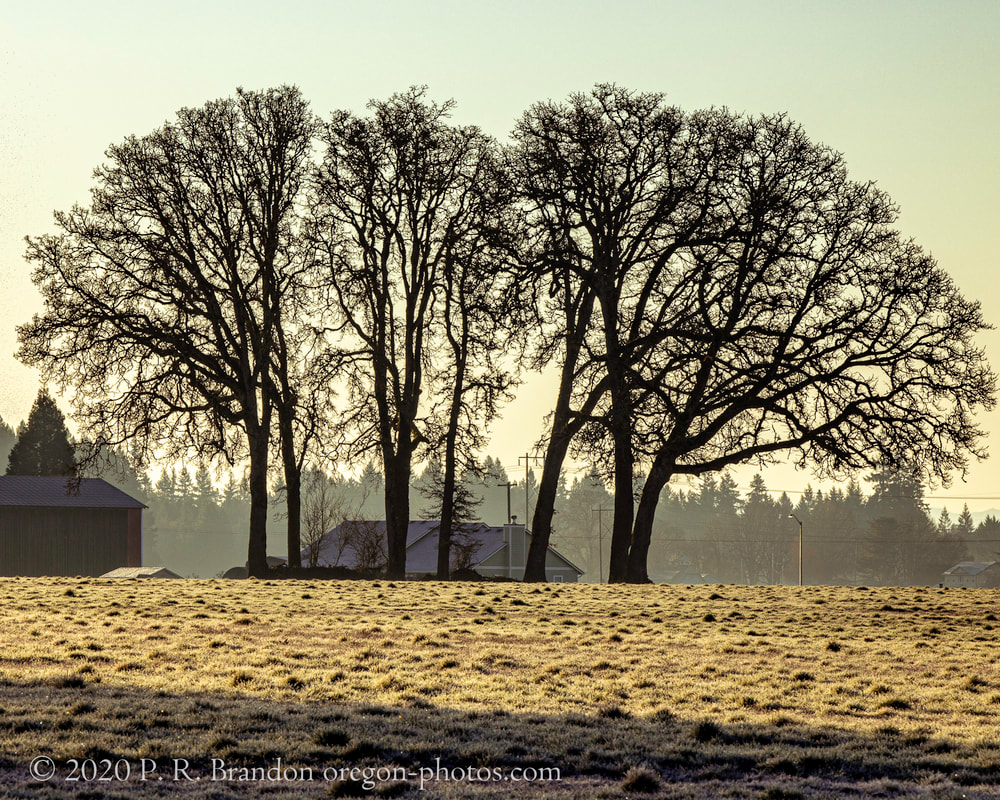 Trees on NW Susbauer Rd.