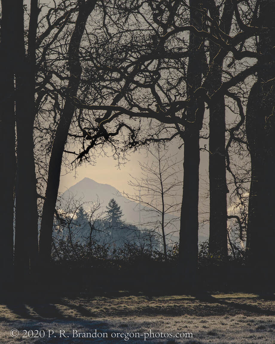 Trees near NW Susbauer Rd., Cornelius Oregon