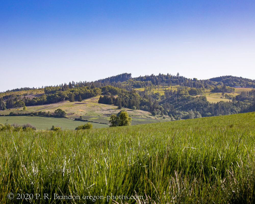 Oak Grove Road landscape photo