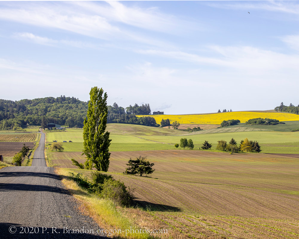 Oak Grove Rd. fields photo