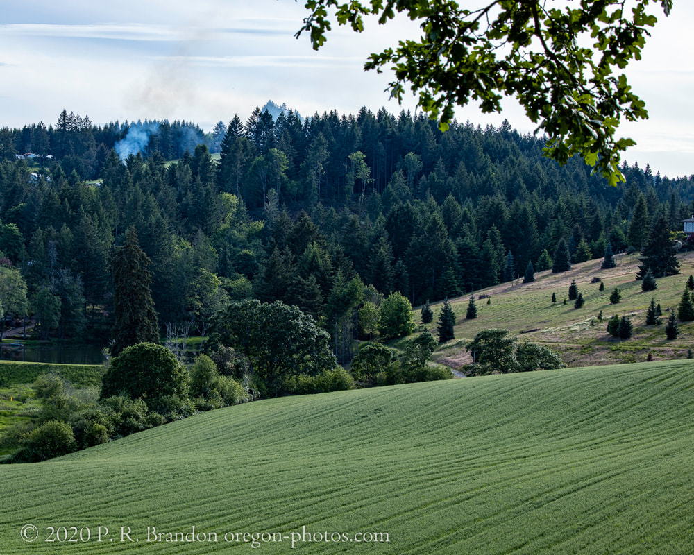 Photo of the countryside near SW Dober Rd.