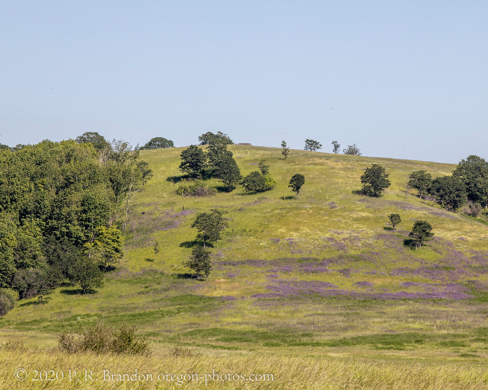 Smithfield Rd. hillside photo