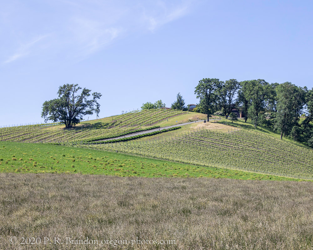 Smithfield Rd. hillside photo