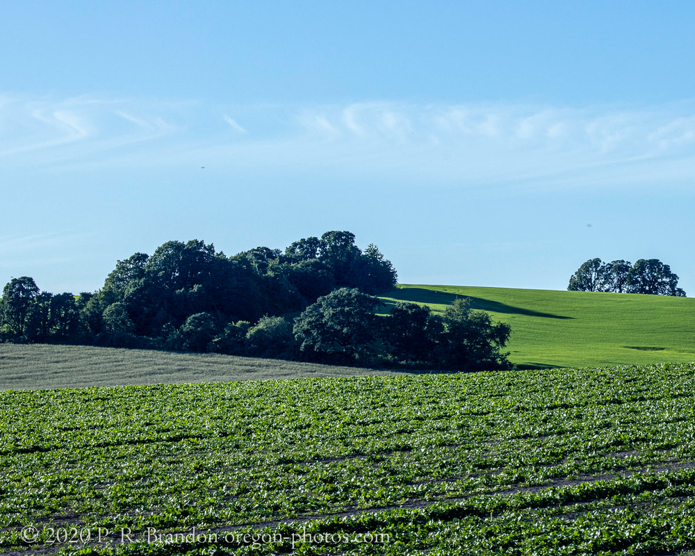 Oak Grove Rd. hillside photo