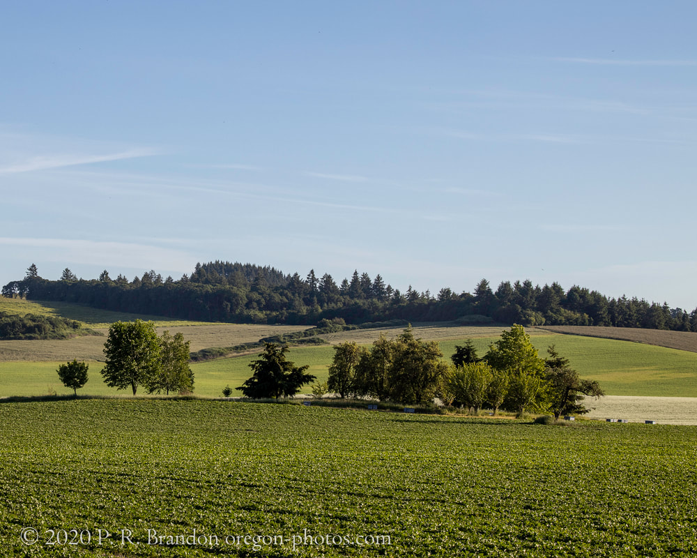 Oak Grove Rd. fields and hills picture