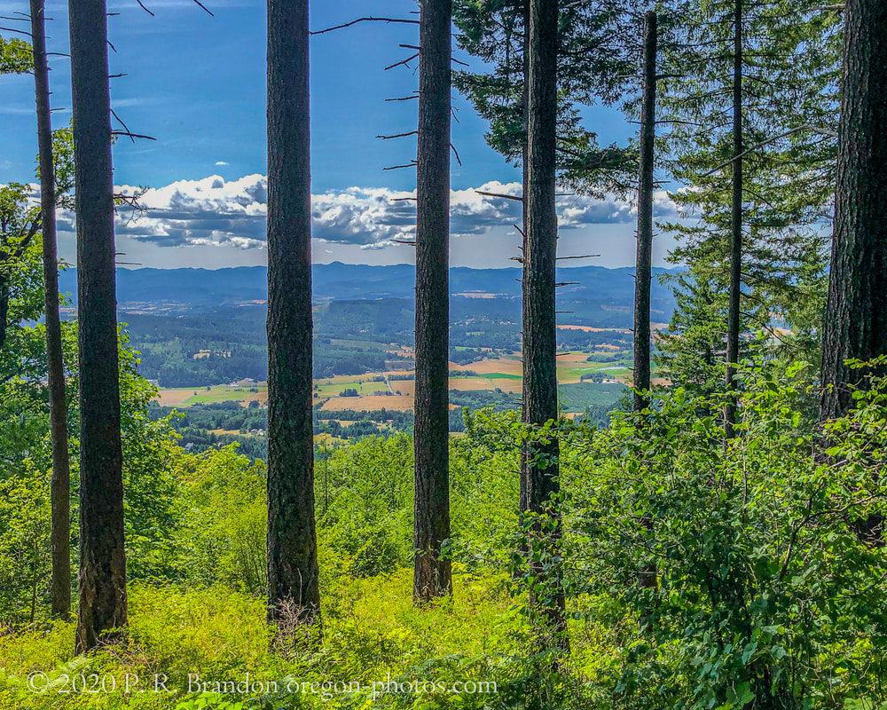 Trees at Bald Peak State Park