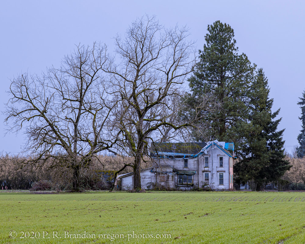 Trees and decrepit house on SE Lafayette Hwy.