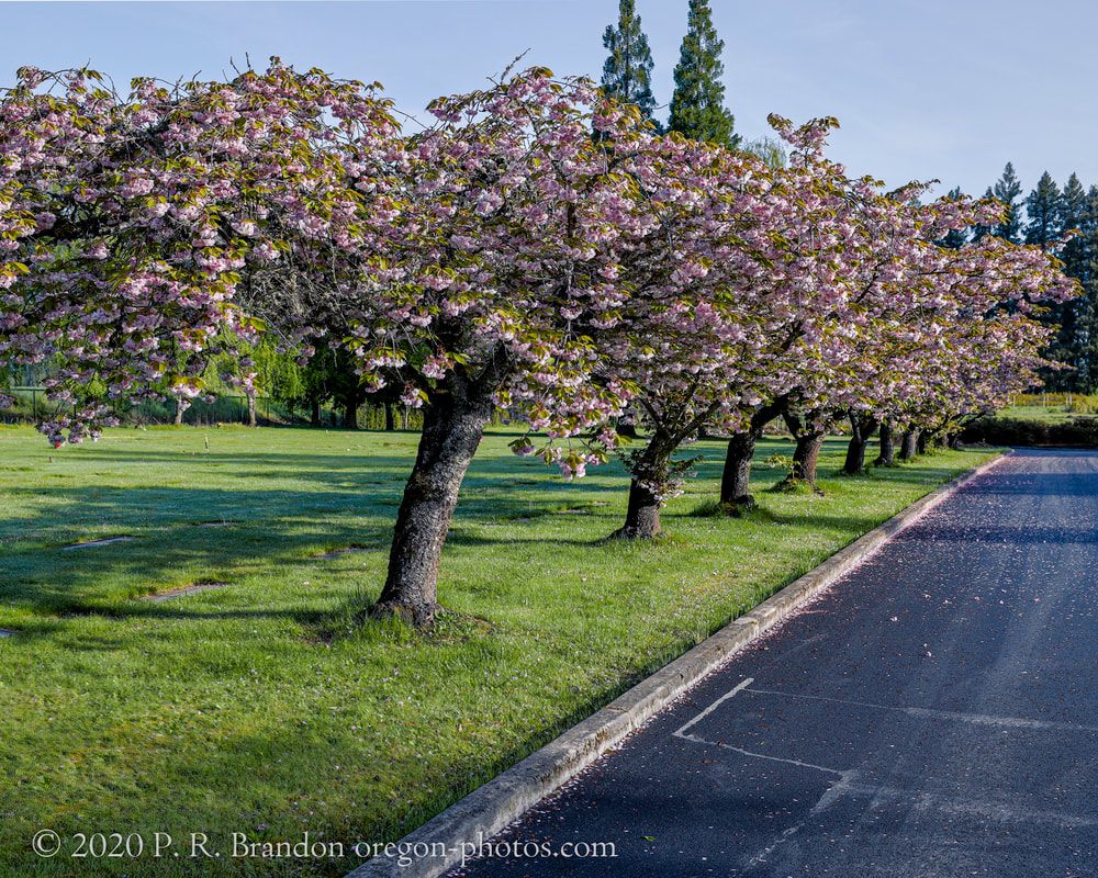 Trees on NW Scotch Church Rd.