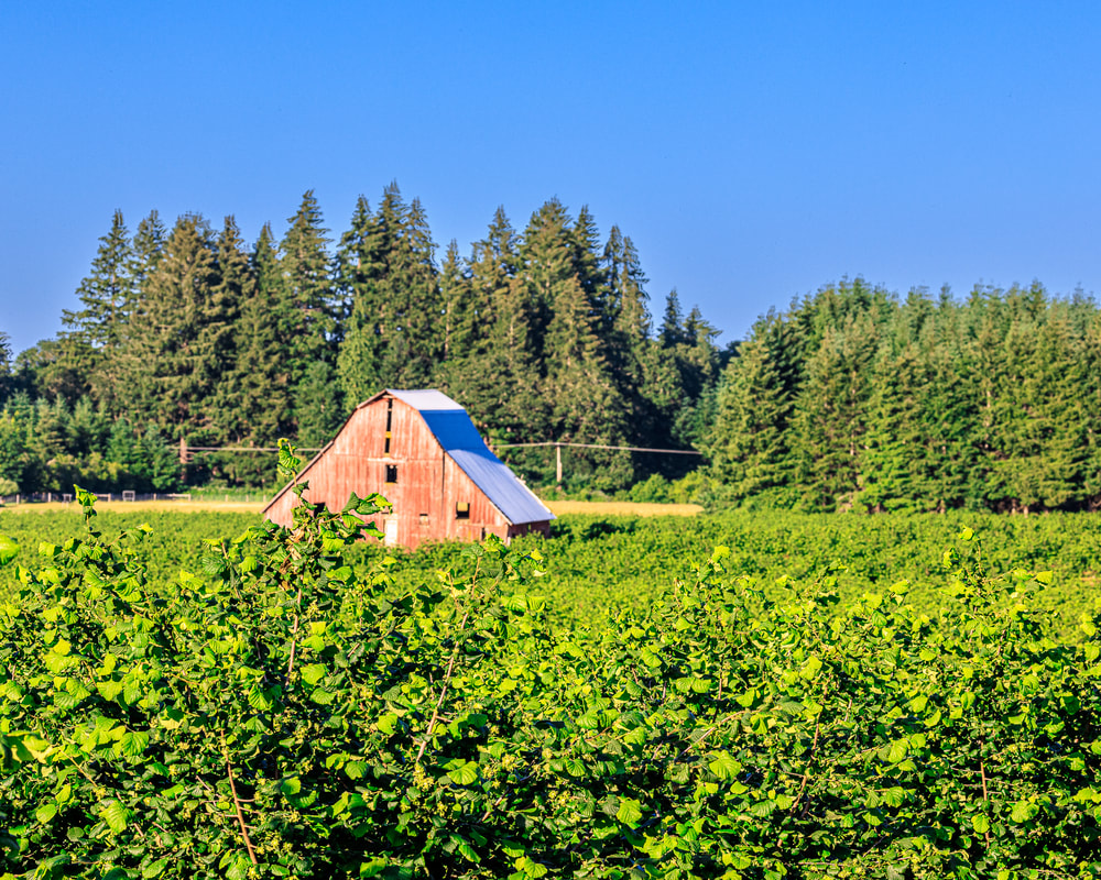 Barn near Monroe Oregon
