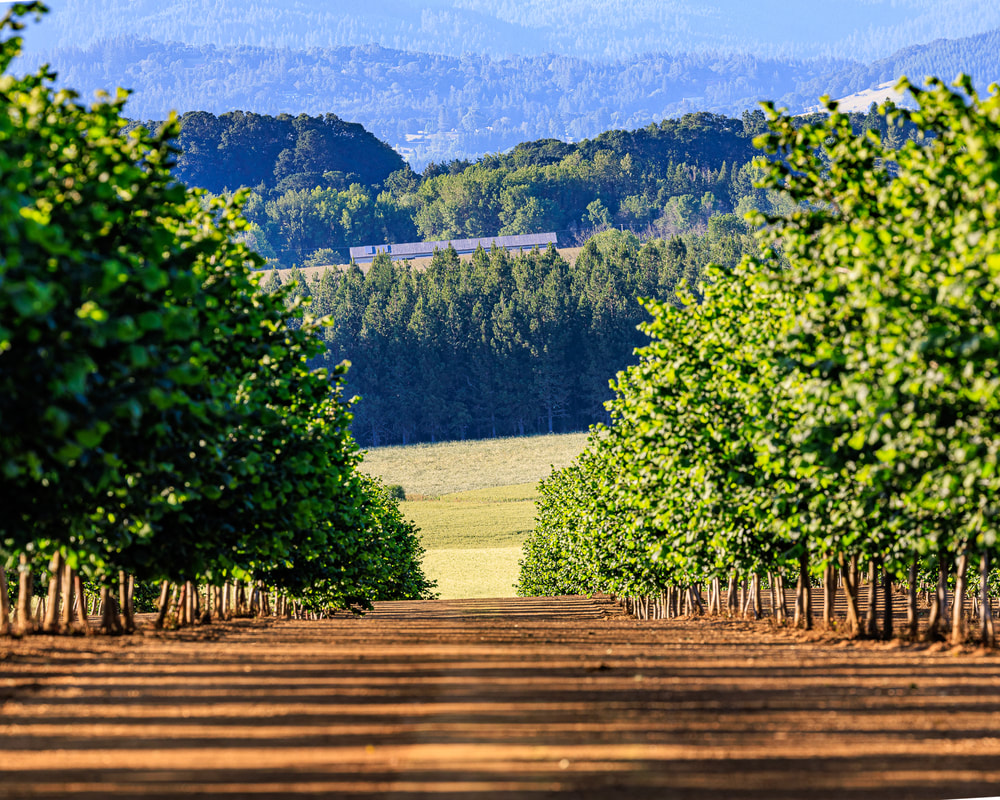 Orchard a little west of Corvallis, Oregon