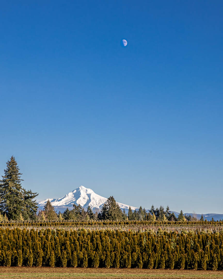 Mt. Hood