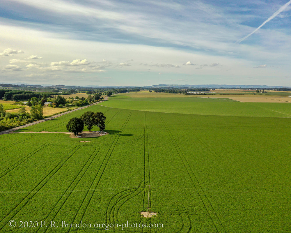 Photo of trees and fields on Hopewell Rd. NW (drone view)