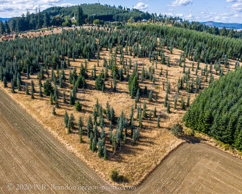 Photo of trees above NW Thatcher Rd. (drone view)