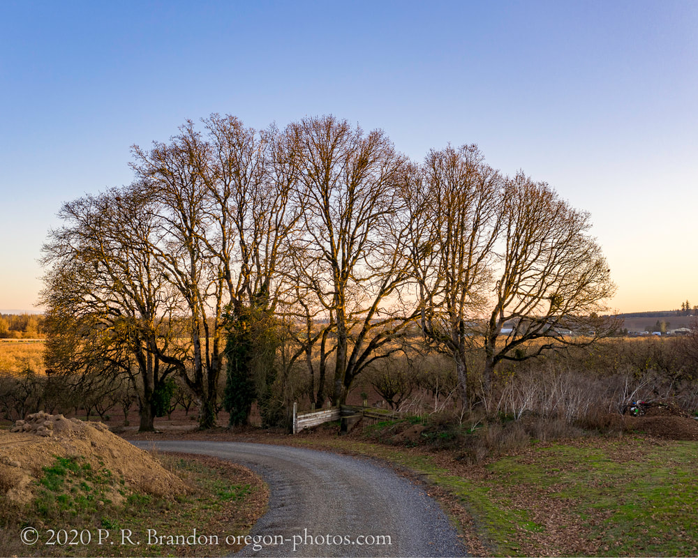 Trees on SE Church Rd.