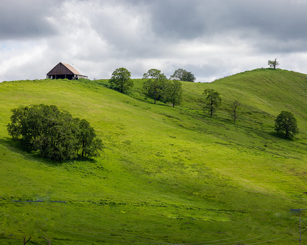 Trees marching up hillside toward barn in Glide, Oregon