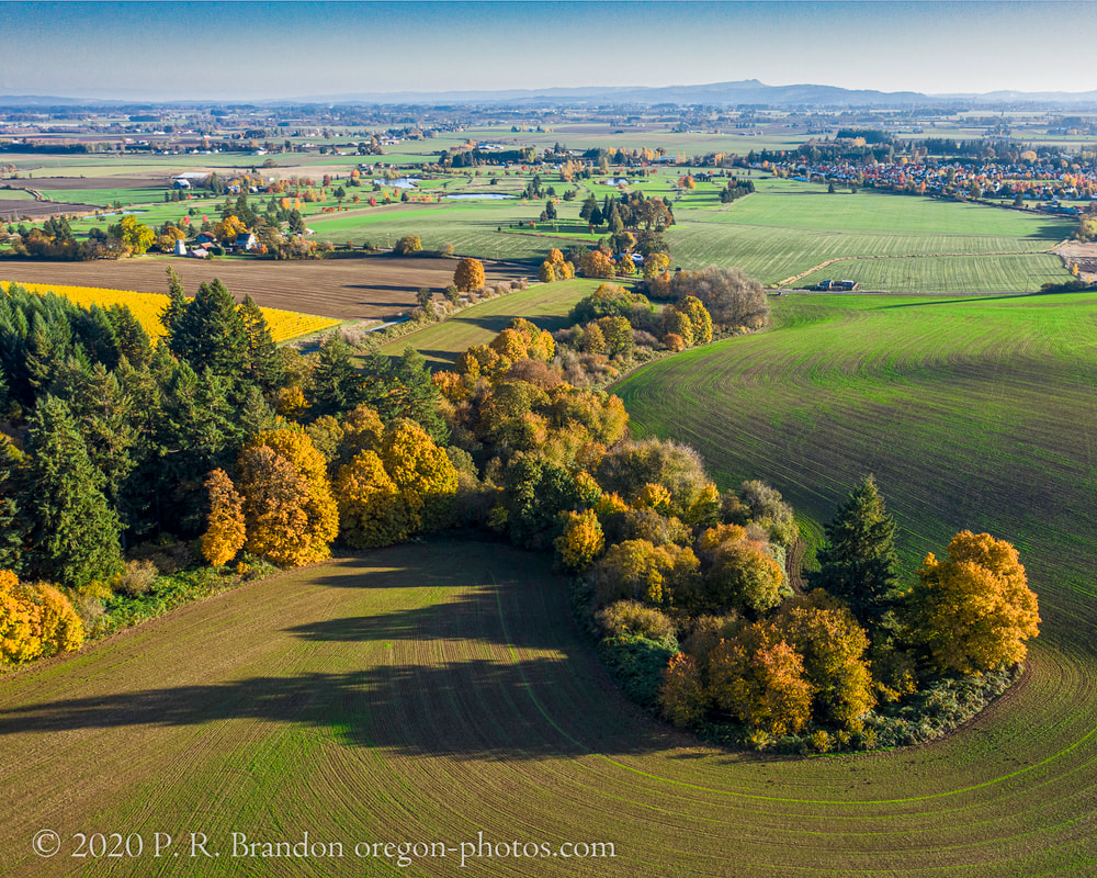 Photo of trees and fields on NW Banks Rd. in Washington County, Oregon