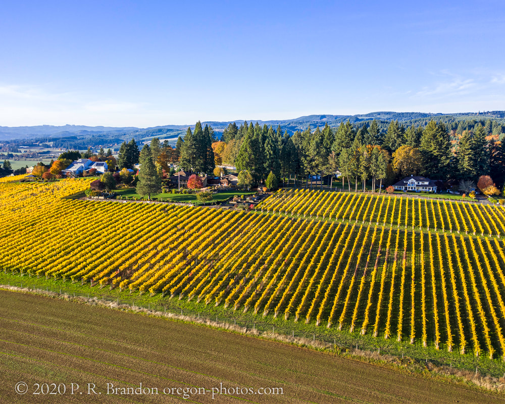Photo of field on NW Banks Rd. in Washington County, Oregon