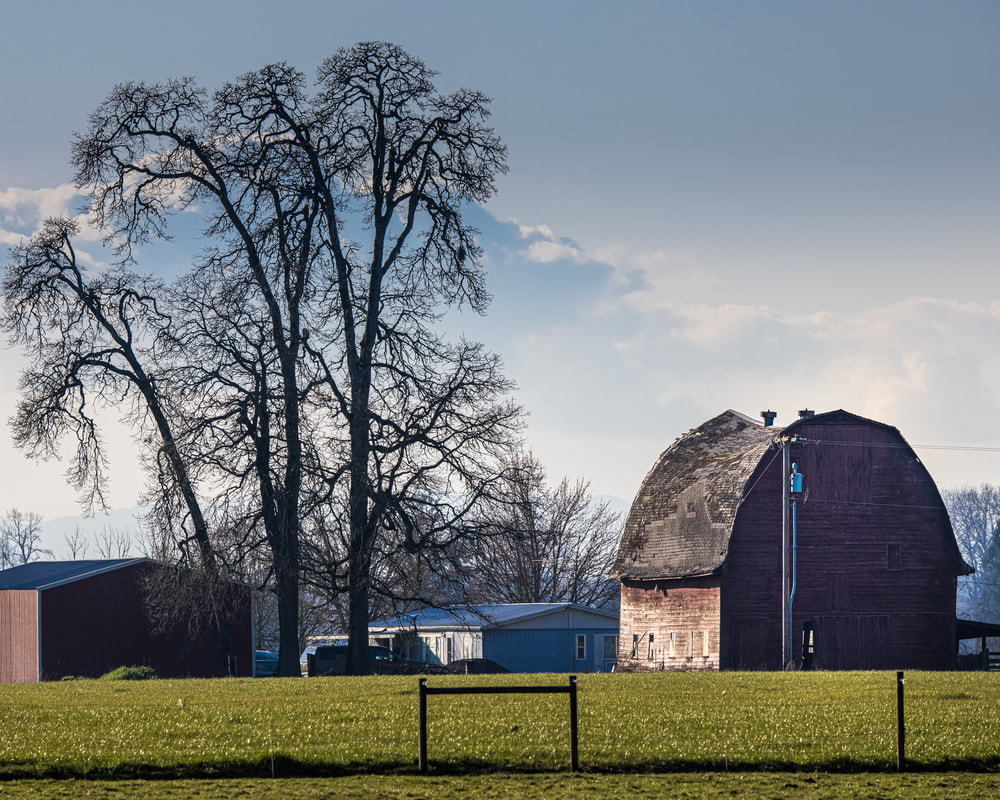 Barn and winter tree