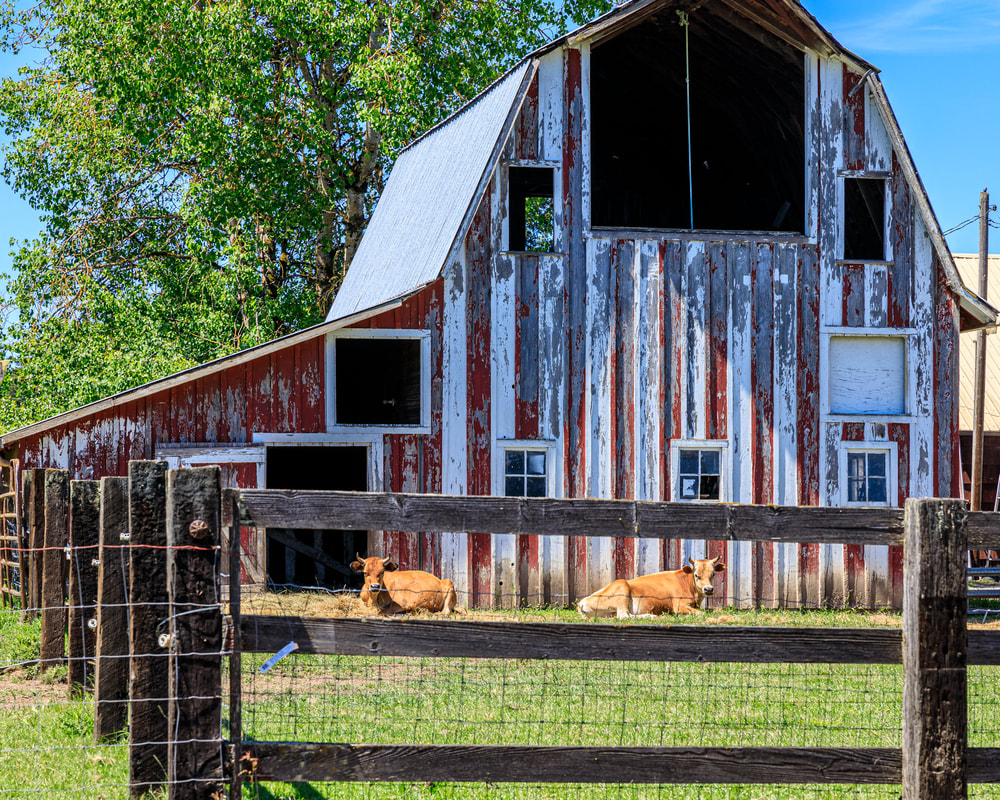 Barn with cows
