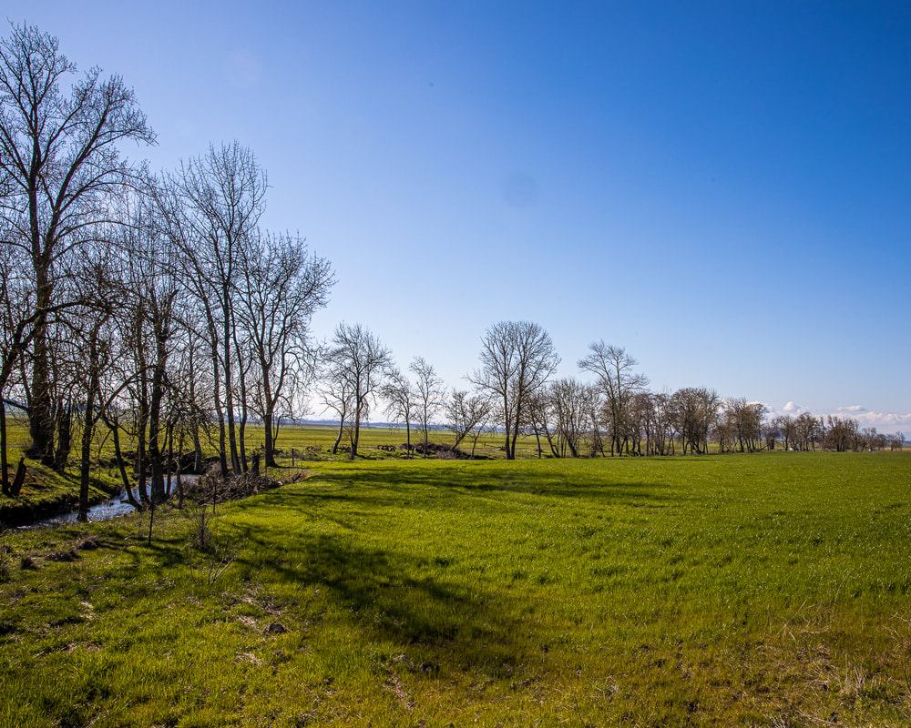 Field and trees along creek in Brownsville, Linn County, Oregon