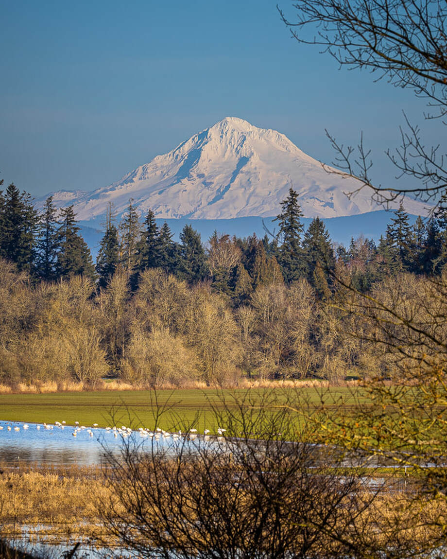 Mt. Hood