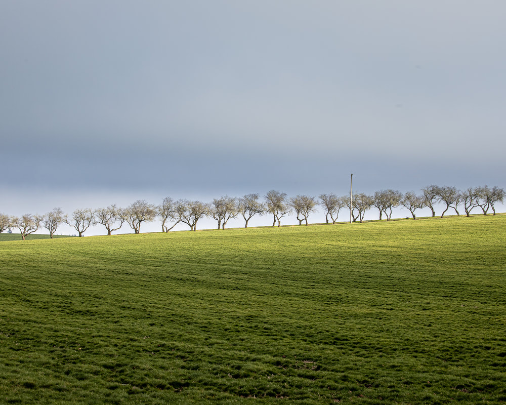 Trees in Oregon