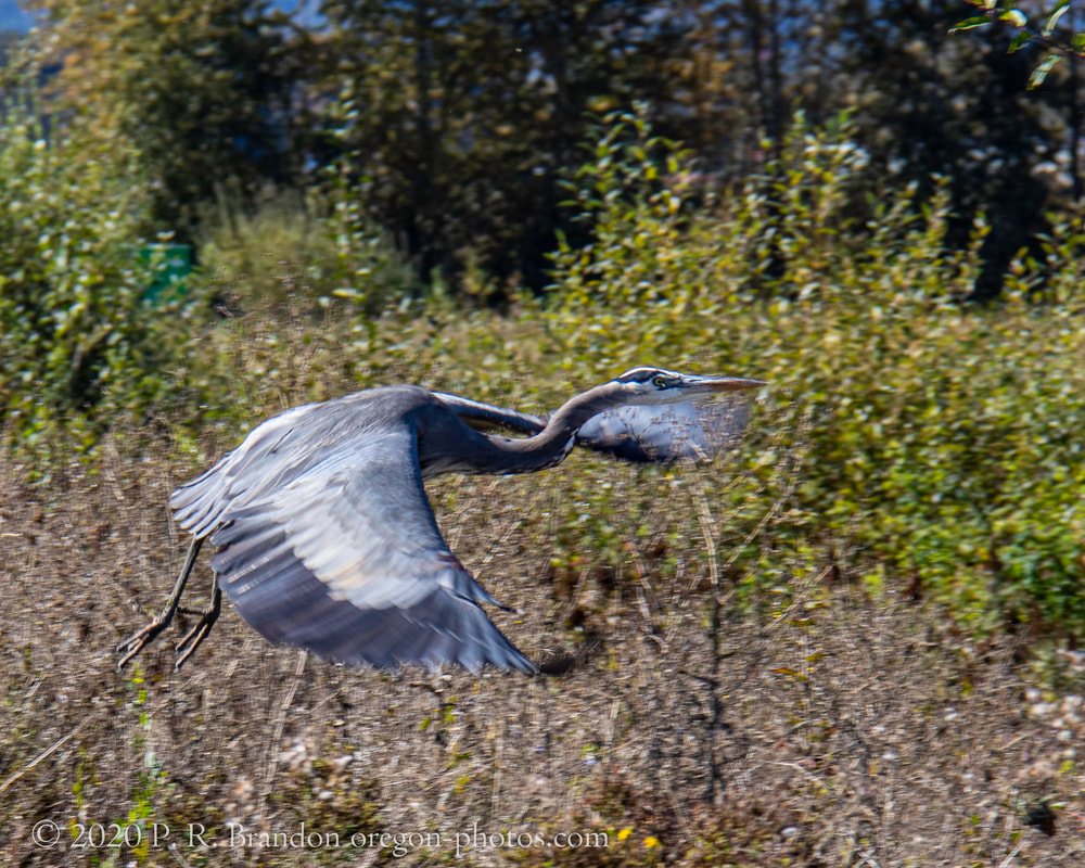 Photo of heron flying near SW Fern Hill Rd.