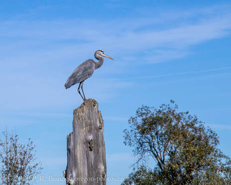 Photo of heron on SW Fern Hill Rd.