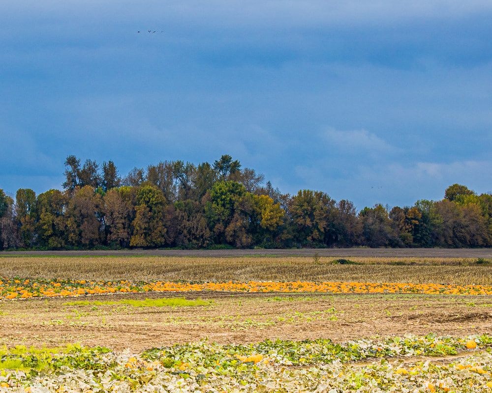 Multnomah County Oregon landscape