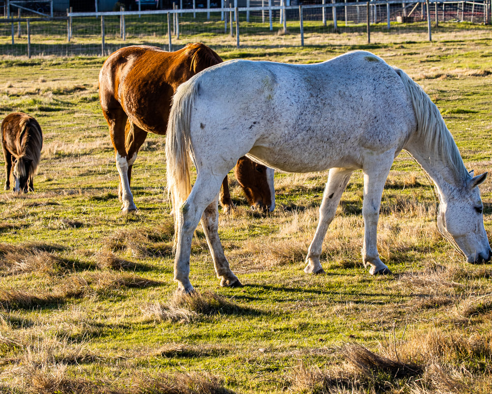 Three horses grazing
