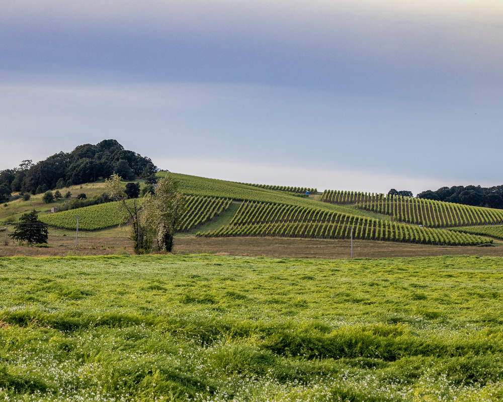 Photo of landscape on Perrydale Rd.