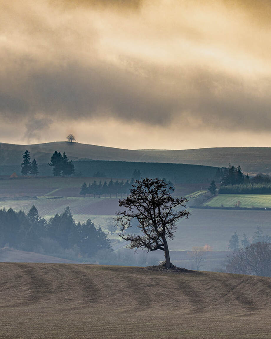 Lone tree on hill with engaging background on Hwy 221 near Wheatland, Oregon