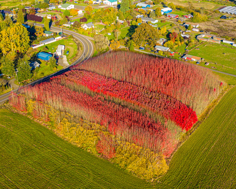 Bright red woods in Buena Vista, Oregon (drone view) 