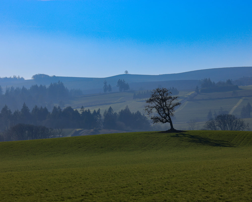 Lone tree on hill with engaging background on Hwy 221 near Wheatland, Oregon