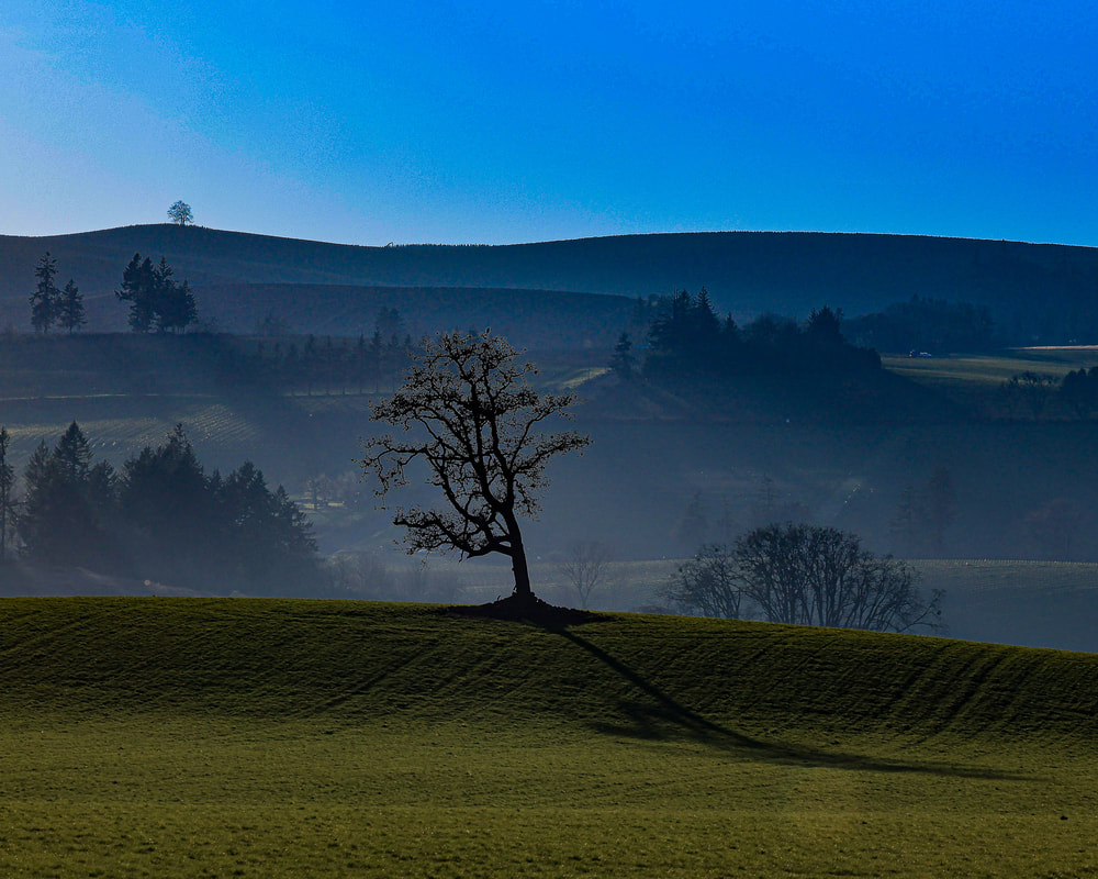 Lone tree on hill with engaging background on Hwy 221 near Wheatland, Oregon
