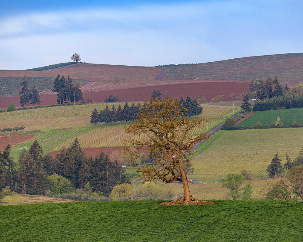 Lone tree on hill with engaging background on Hwy 221 near Wheatland, Oregon