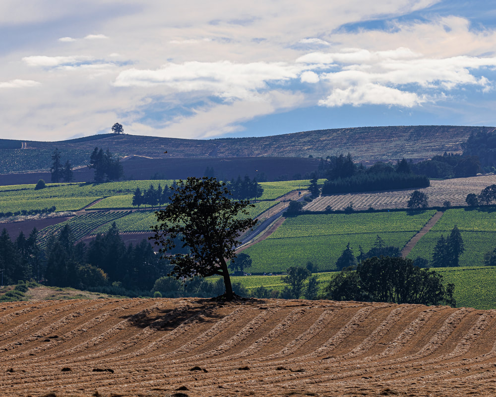 Lone tree on hill with engaging background on Hwy 221 near Wheatland, Oregon