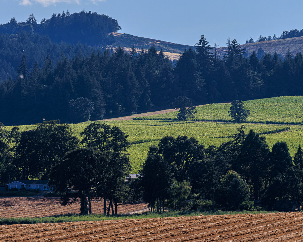 Hillside view from Hwy. 221 near Wheatland, Oregon