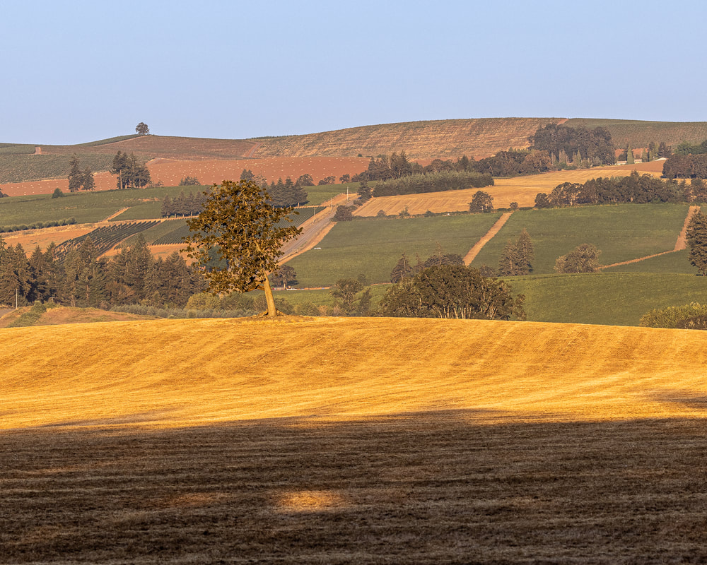 Lone tree on hill with engaging background on Hwy 221 near Wheatland, Oregon