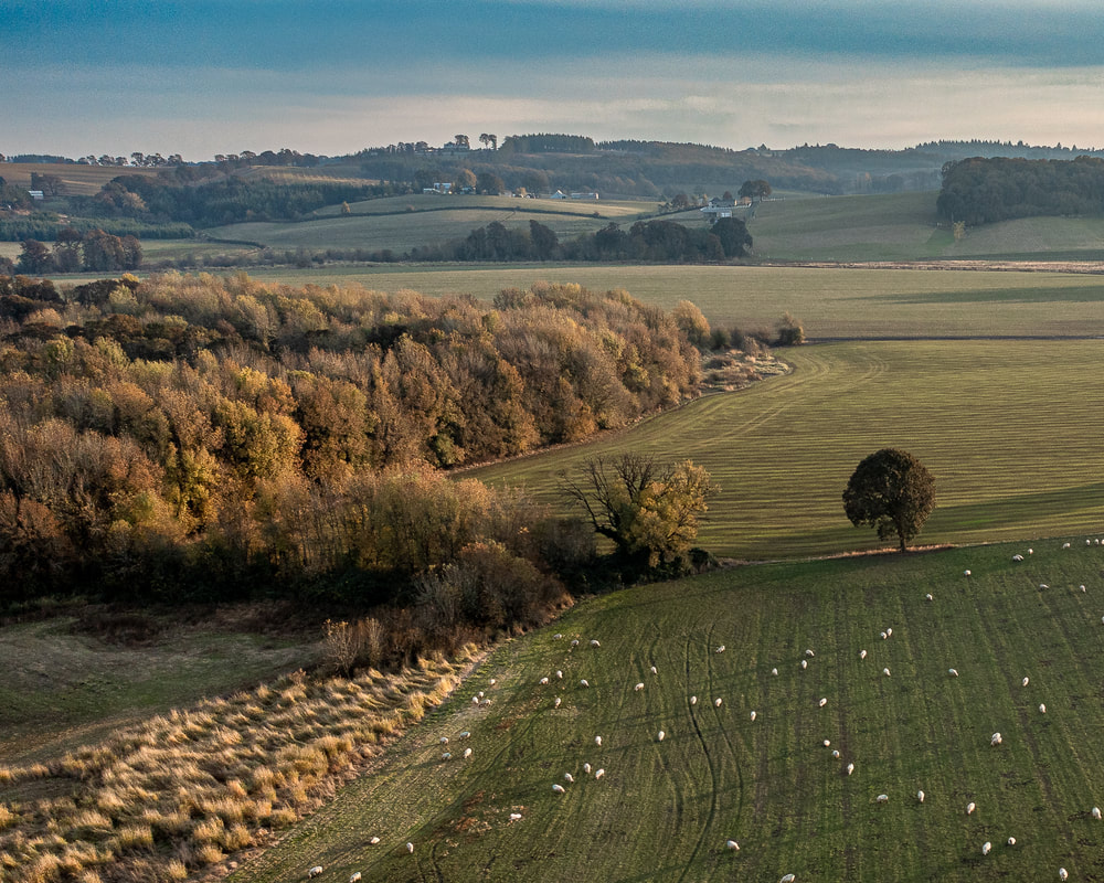 Drone view of grazing sheep in Ballston, Oregon