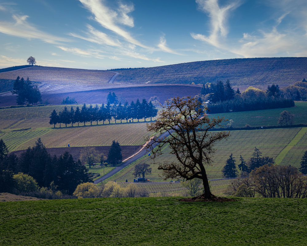 Lone tree on hill with engaging background on Hwy 221 near Wheatland, Oregon