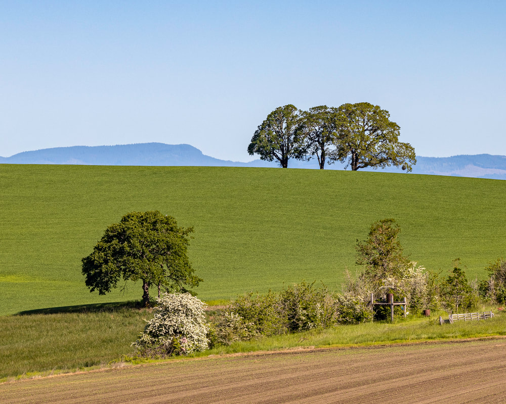 Photo of Polk County trees