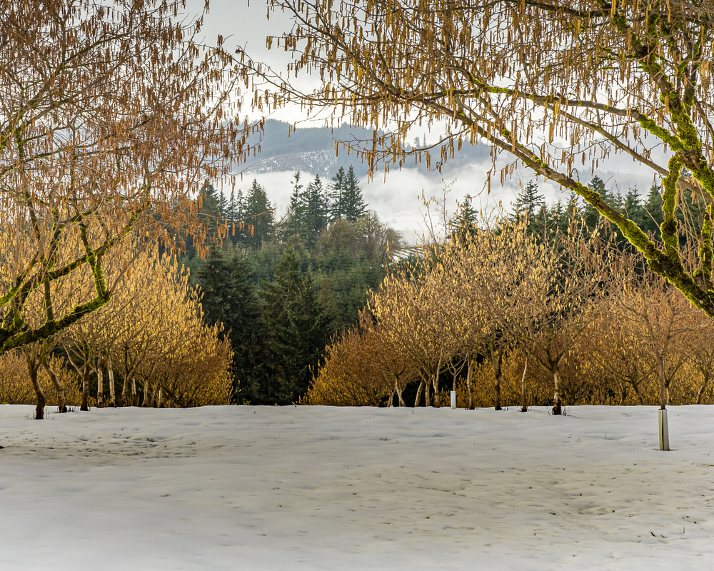 Hillside in Washington County, Oregon