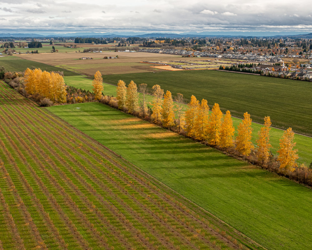 Thatcher Rd., Forest Grove, Oregon landscape by drone