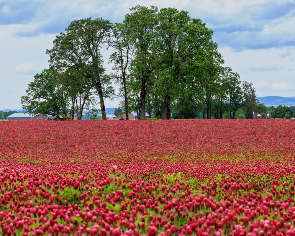 Wren Road, Hillsboro, Oregon landscape