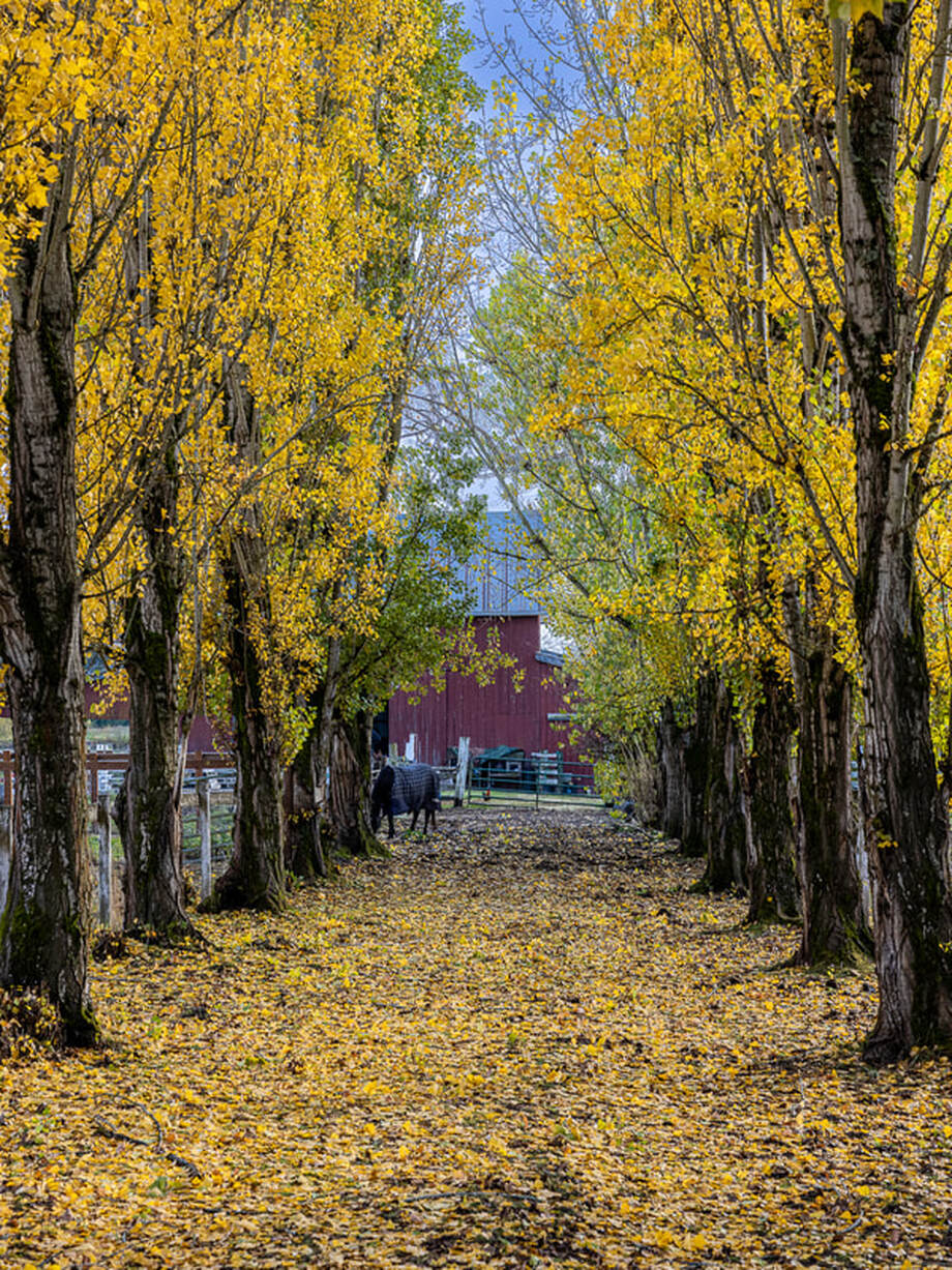 Blanketed horse on SW Farmington Rd., Hillsboro, Oregon