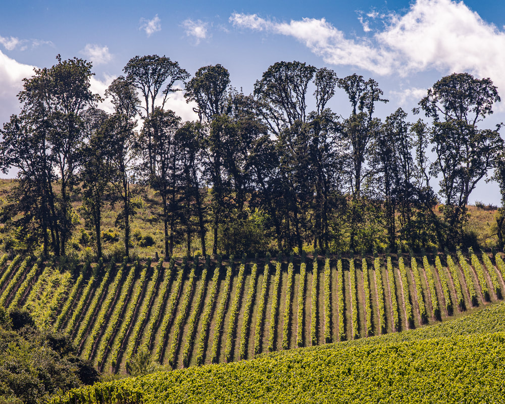 Photo of trees in Yamhill County, Oregon