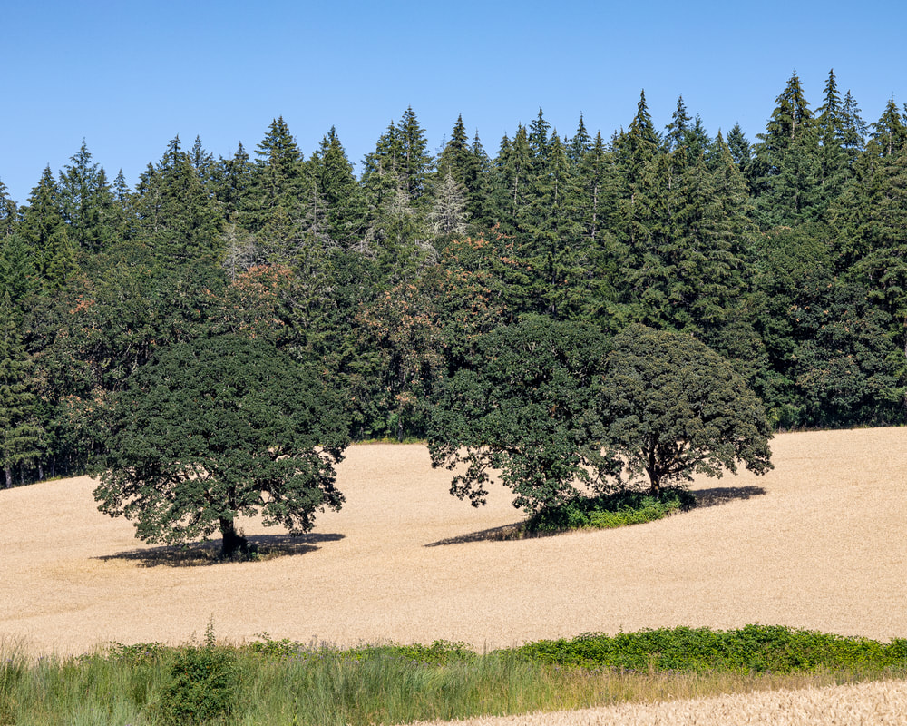 Photo of Yamhill County, Oregon landscape